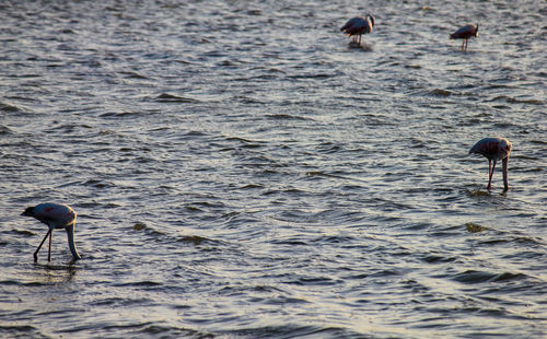 Ducks in a sea