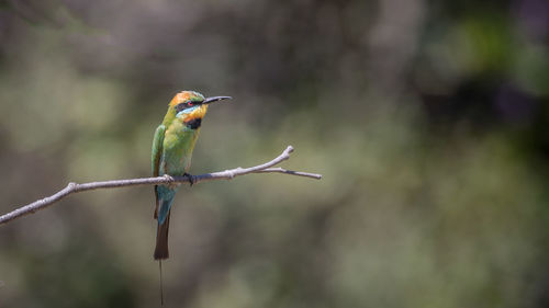 A rainbow bee-eater resting