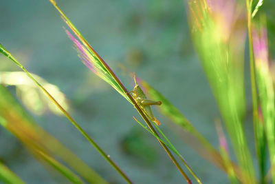 Close-up of insect on grass