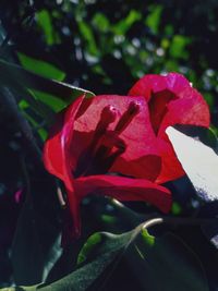 Close-up of red rose