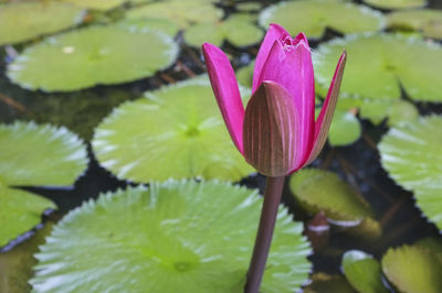 Close-up of lotus water lily in pond