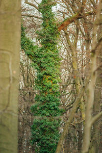 Low angle view of trees in forest