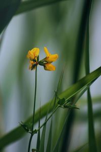 Close-up of yellow flowering plant