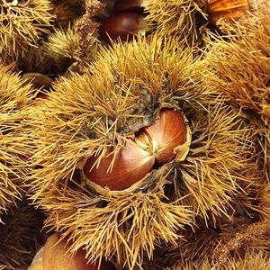 Close-up of pine cones