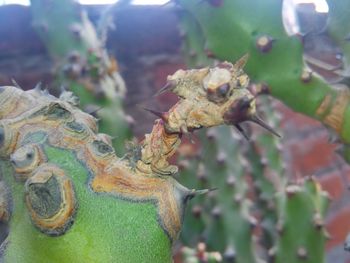Close-up of plant against blurred background