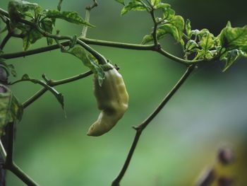 Close-up of plant on branch