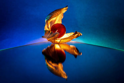 Low angle view of a bird against blue sky