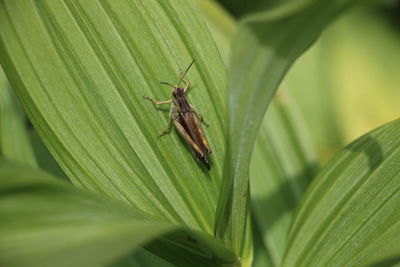 Close-up of insect on leaf