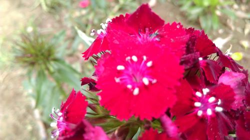 Close-up of insect on pink flower