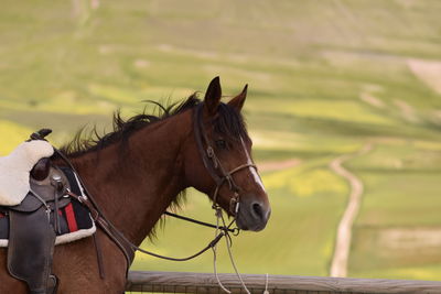 Side view of a horse