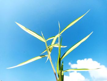 Low angle view of plant against blue sky