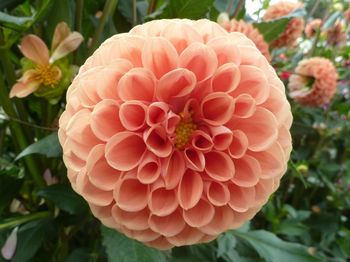 Close-up of dahlia blooming outdoors