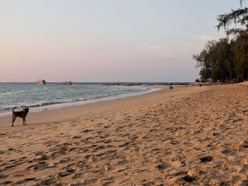 Scenic view of beach against clear sky