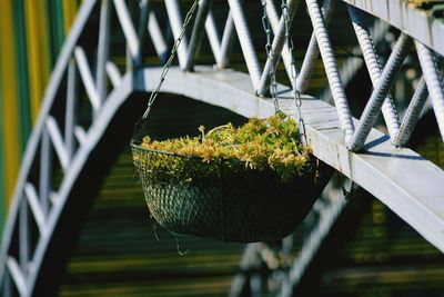 Close-up of hanging plant against railing