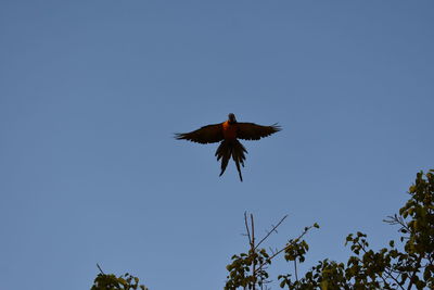 Low angle view of bird flying against clear blue sky