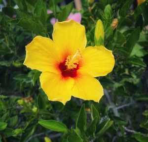 flowering plant