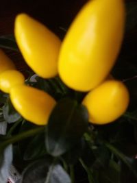 Close-up of yellow fruits