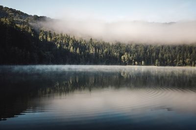 Scenic view of lake in forest against sky