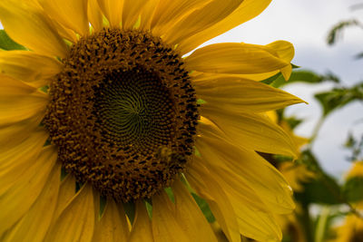 Close-up of sunflower