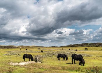 Sheep grazing on field against cloudy sky