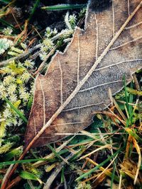 High angle view of dry leaf on field