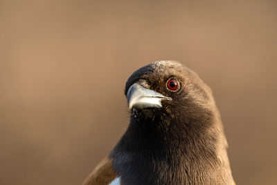Close-up of bird looking away against blurred black background