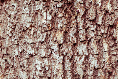 Full frame shot of tree trunk