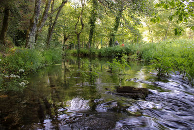Scenic view of lake in forest