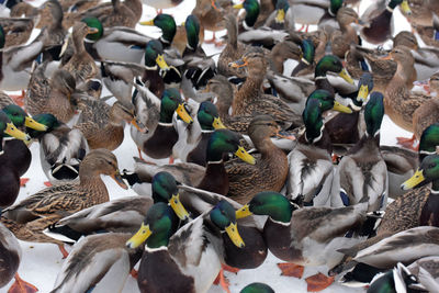 High angle view of birds