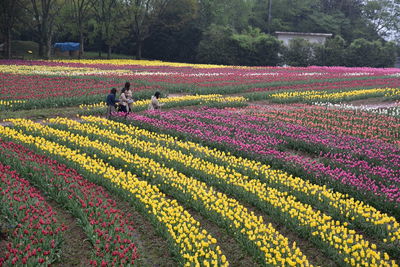 Full frame shot of purple flowering plants on field