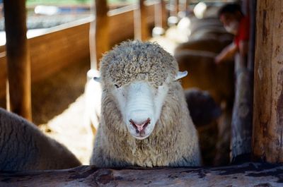 Close-up of a sheep