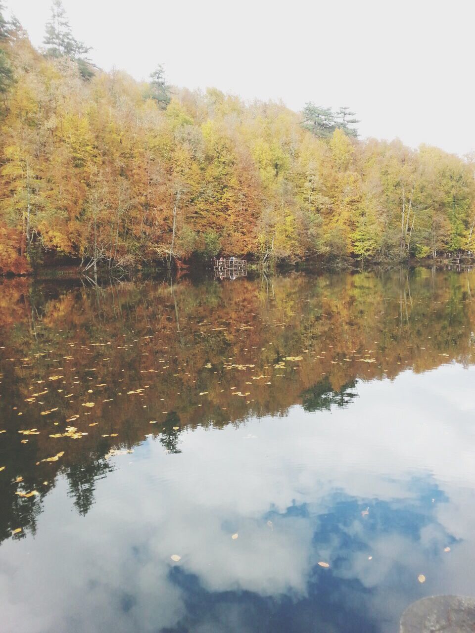 reflection, water, tree, lake, nature, tranquility, waterfront, scenics, outdoors, beauty in nature, growth, no people, tranquil scene, day, sky, refection, reflection lake