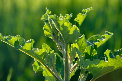 Close-up of fresh green leaves