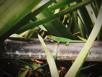 Close-up of lizard on plant