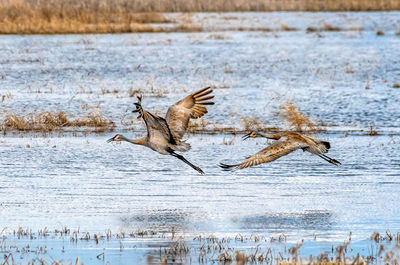 Flying sandhill cranes