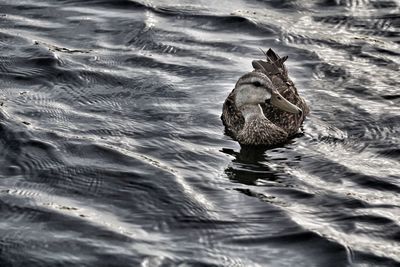 Close-up of duck swimming in lake
