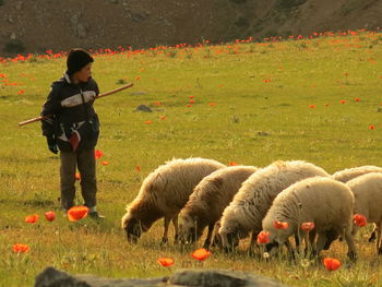 Full length of boy standing by sheep on field