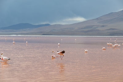 View of seagulls on lake against mountain range