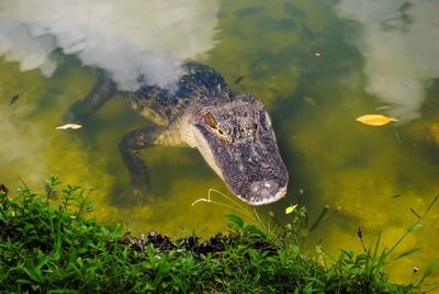 Fish swimming in sea