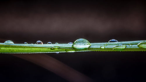 Close-up of water drops on green leaf