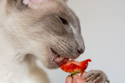 Cropped hand of woman holding cat