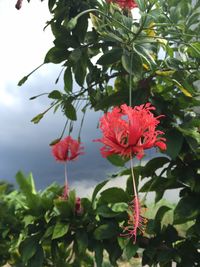 Close-up of pink flower