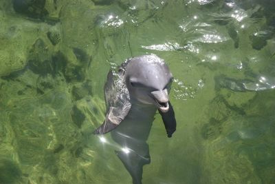 Ducks swimming in water