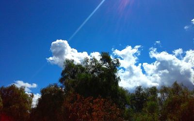 Low angle view of trees against blue sky on sunny day