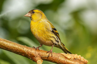 Close-up of a bird perching on branch