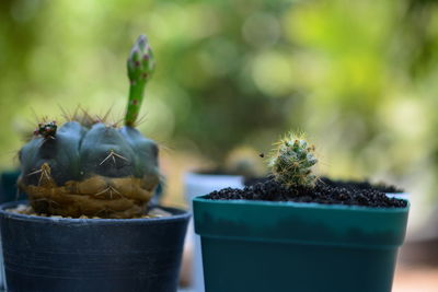 Close-up of potted plant