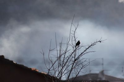 Low angle view of bird perching on tree against sky