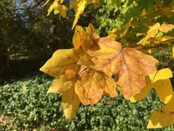 Close-up of yellow maple leaf on tree