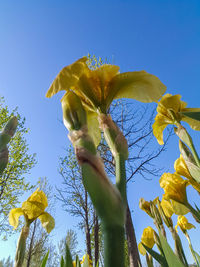 Low angle view of yellow flowers