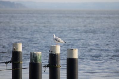 Seagull perching on wooden post